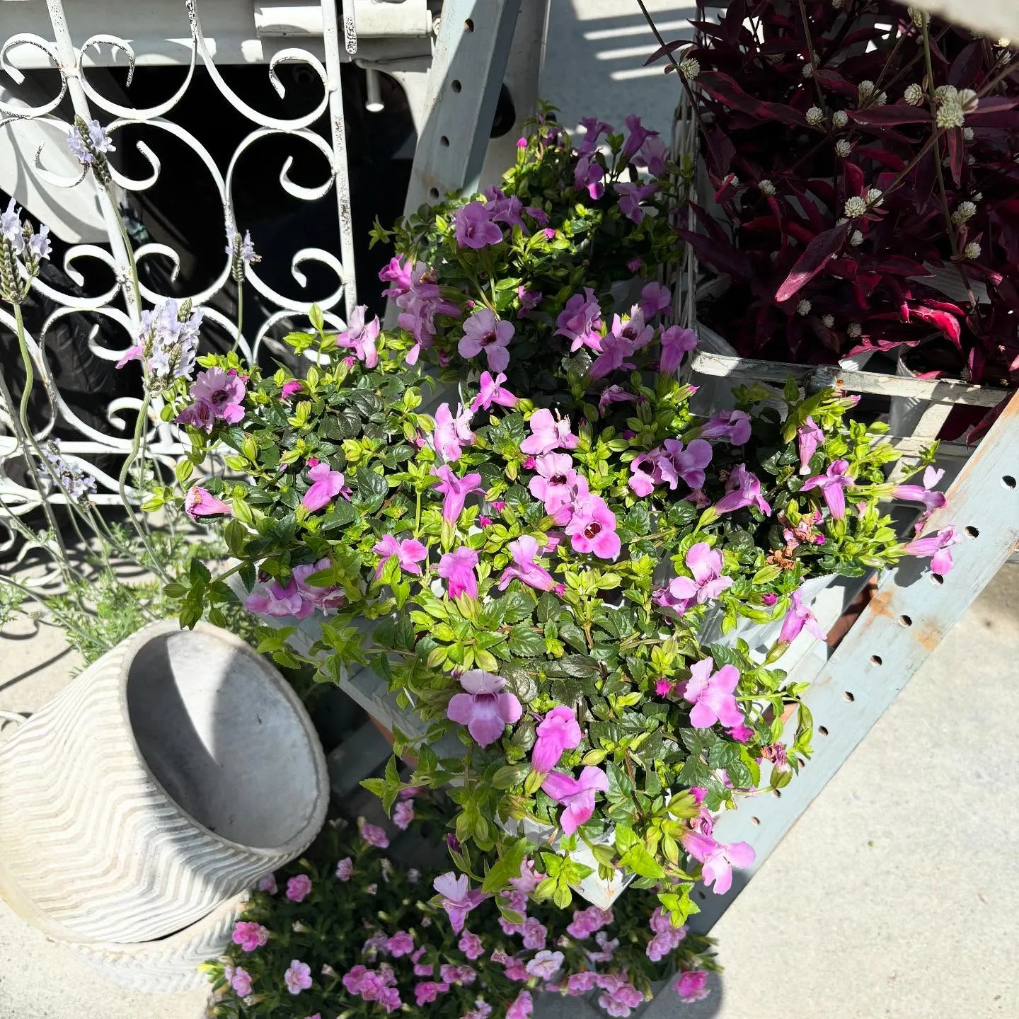 ⚓︎お花の移動販売日ですよ♪