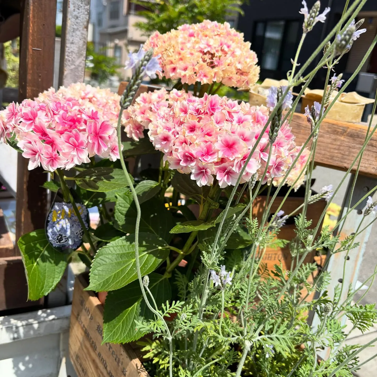 ⚓︎お花の移動販売日ですよ♪