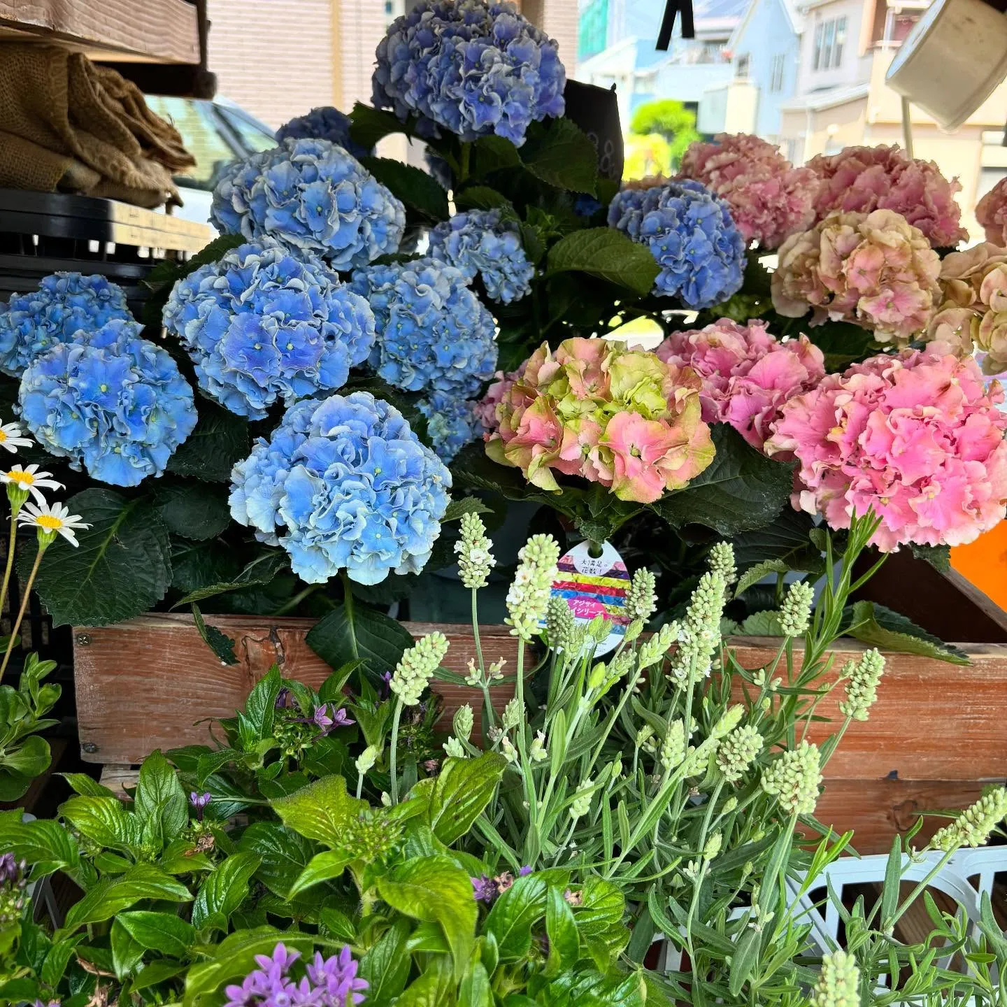 ⚓︎お花の移動販売日ですよ♪