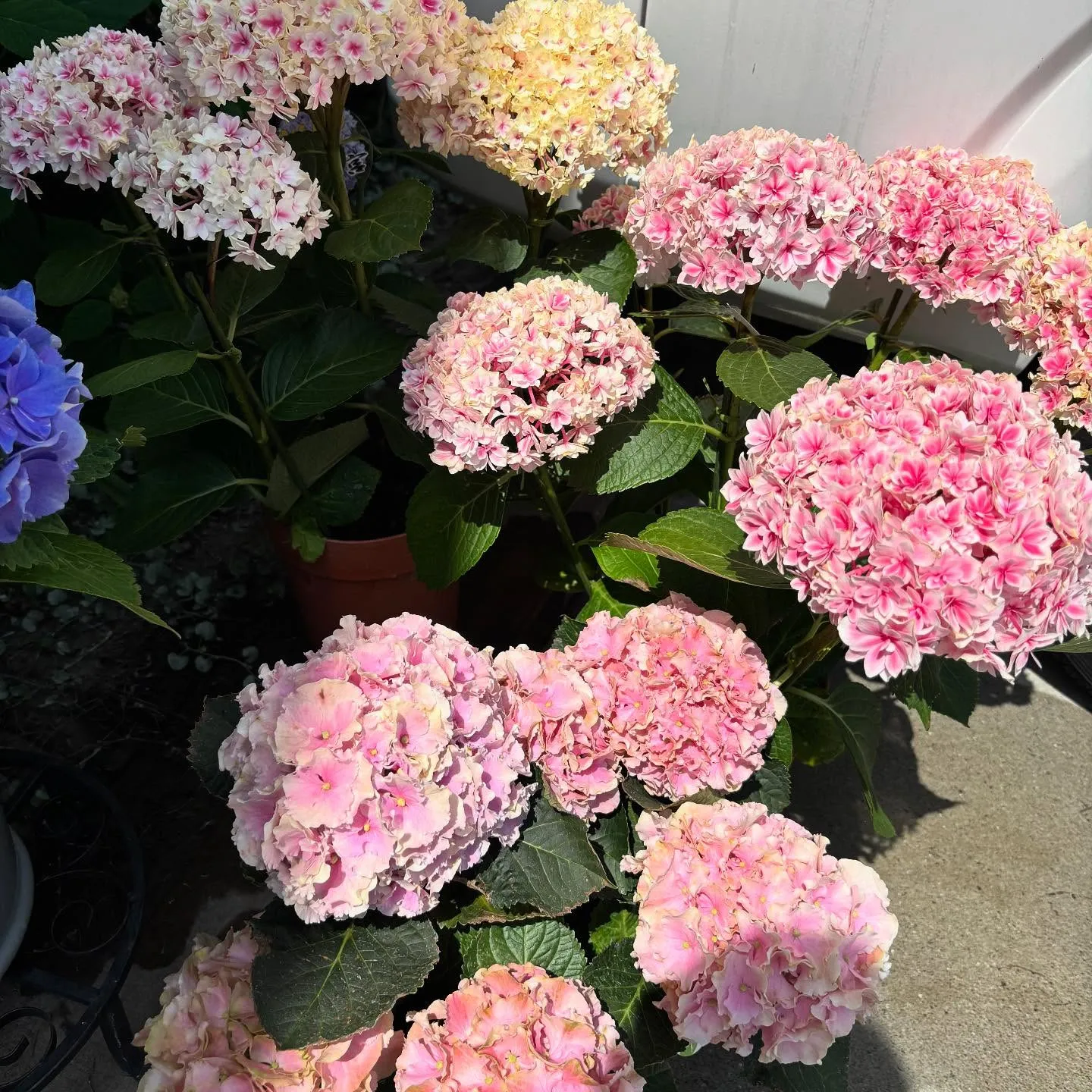 ⚓︎お花の移動販売日ですよ♪