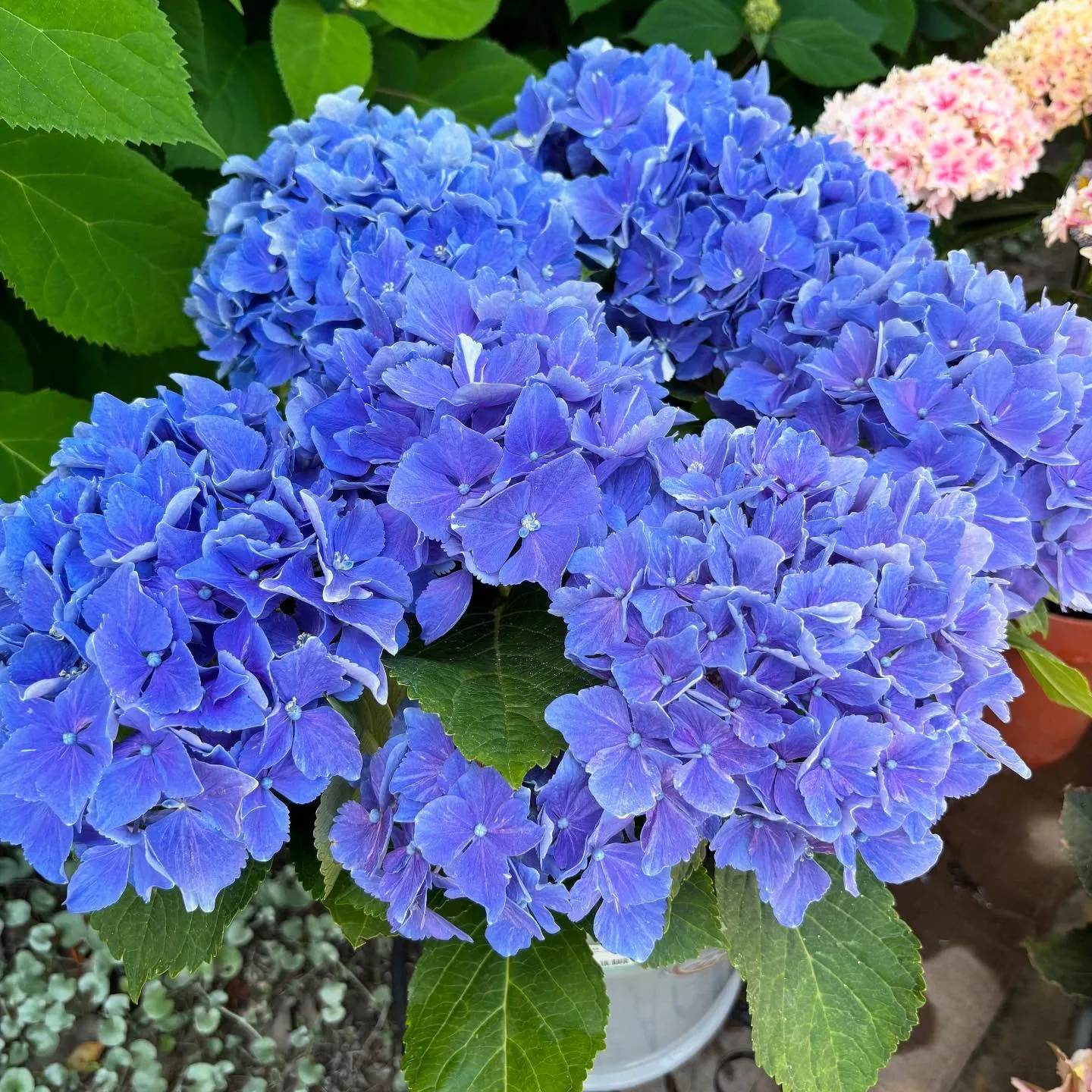 ⚓︎お花の移動販売日ですよ♪