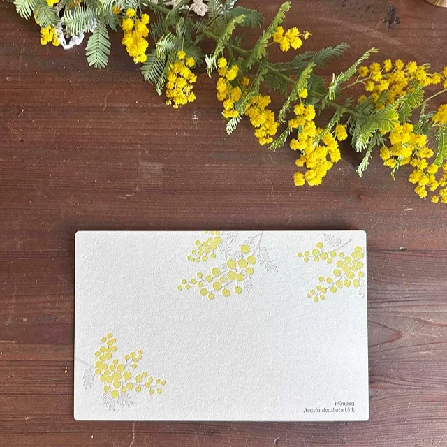 やさしいミモザが描かれた