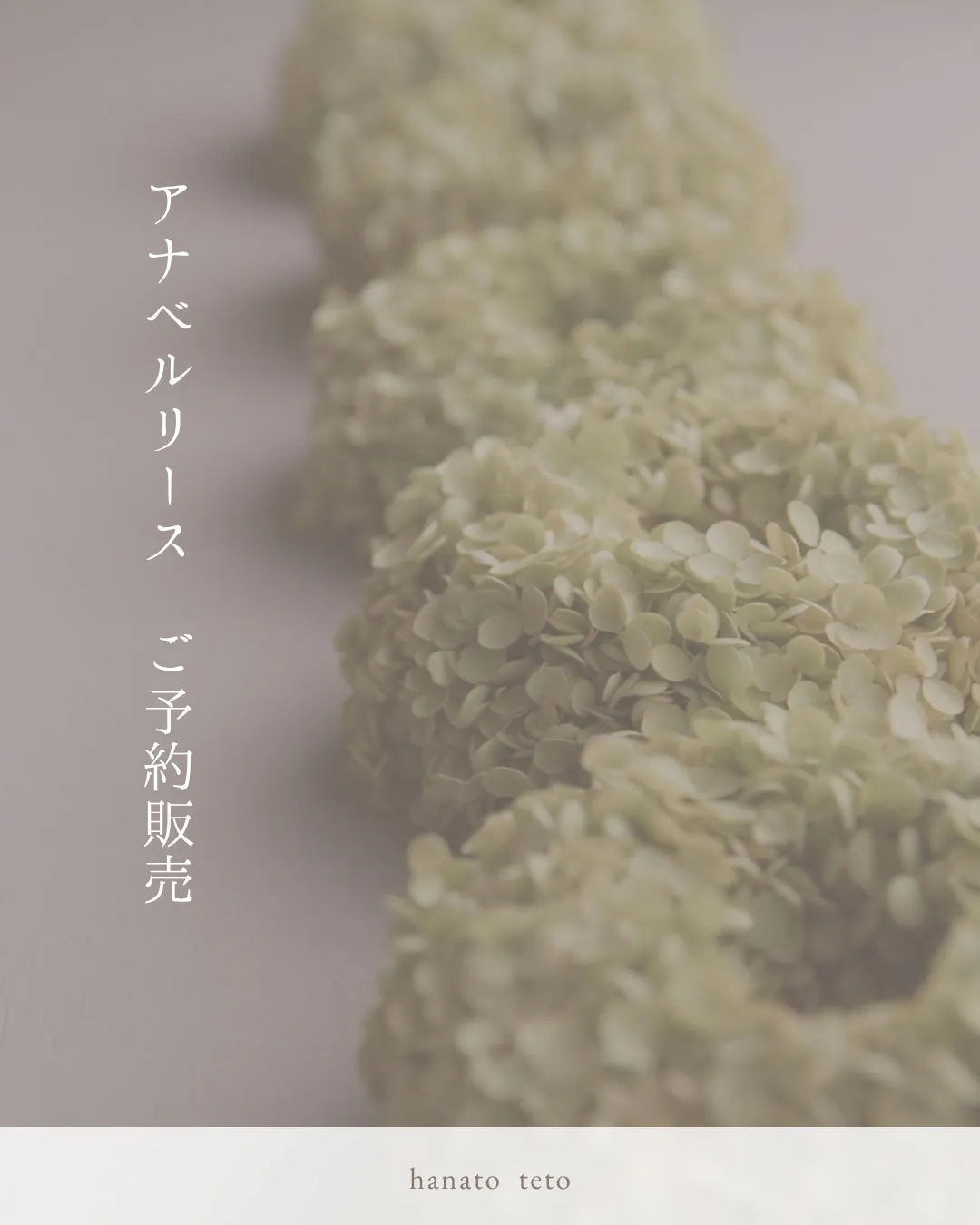 ⚓︎今年もアナベルリースの季節がやってきました